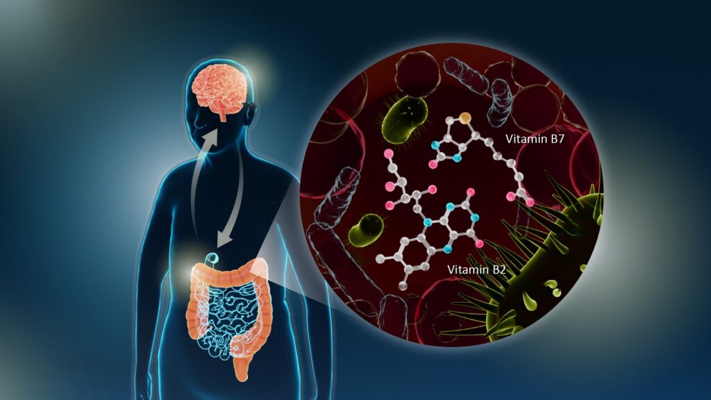 Gut-brain connection with B2 and B7 vitamins | Aesura Health