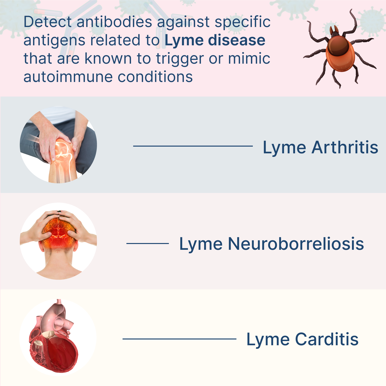 Infographic on Lyme disease symptoms | Aesura Health